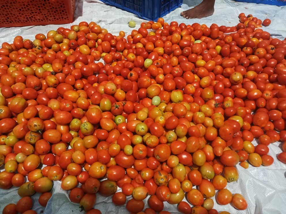 fresh tomatoes produce